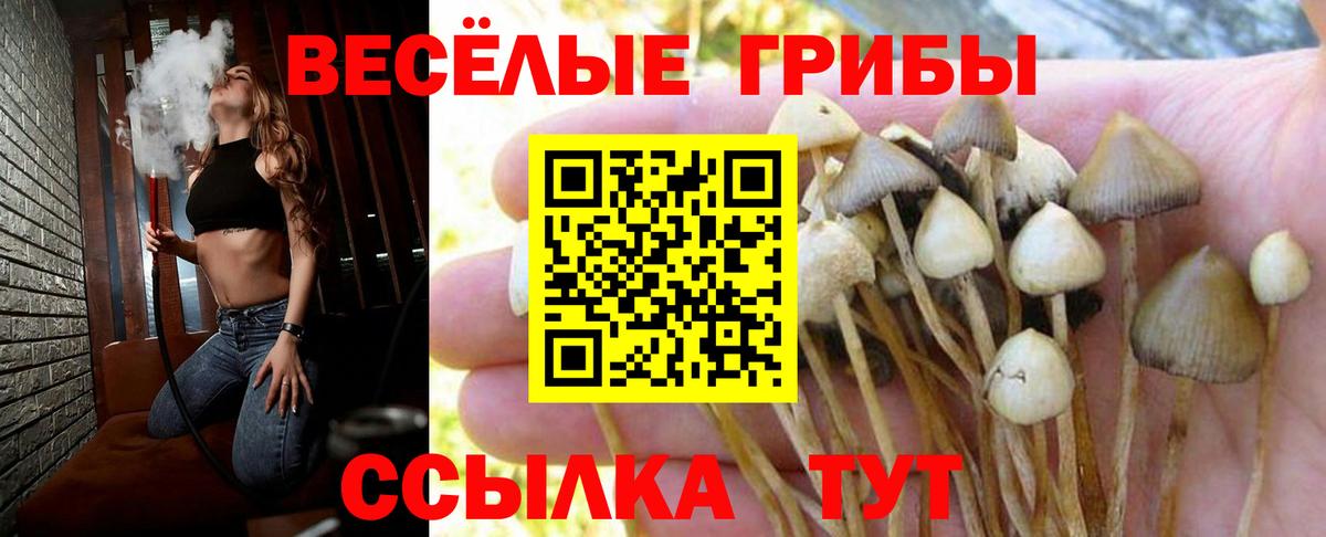 Галлюциногенные грибы Psilocybe Лянтор